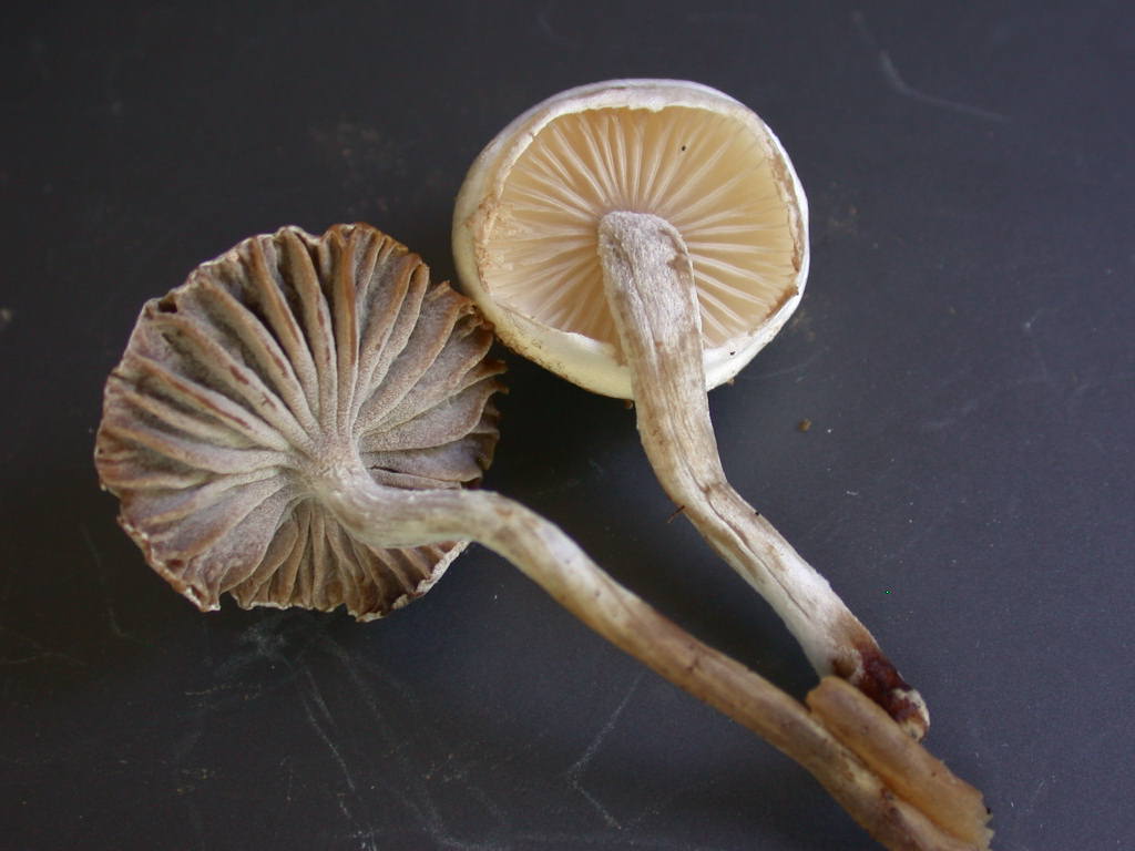 Sar� facile ....  ???   Quizzzz